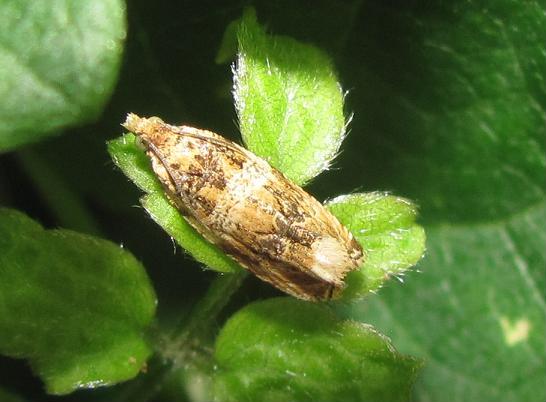 Celypha flavipalpana?